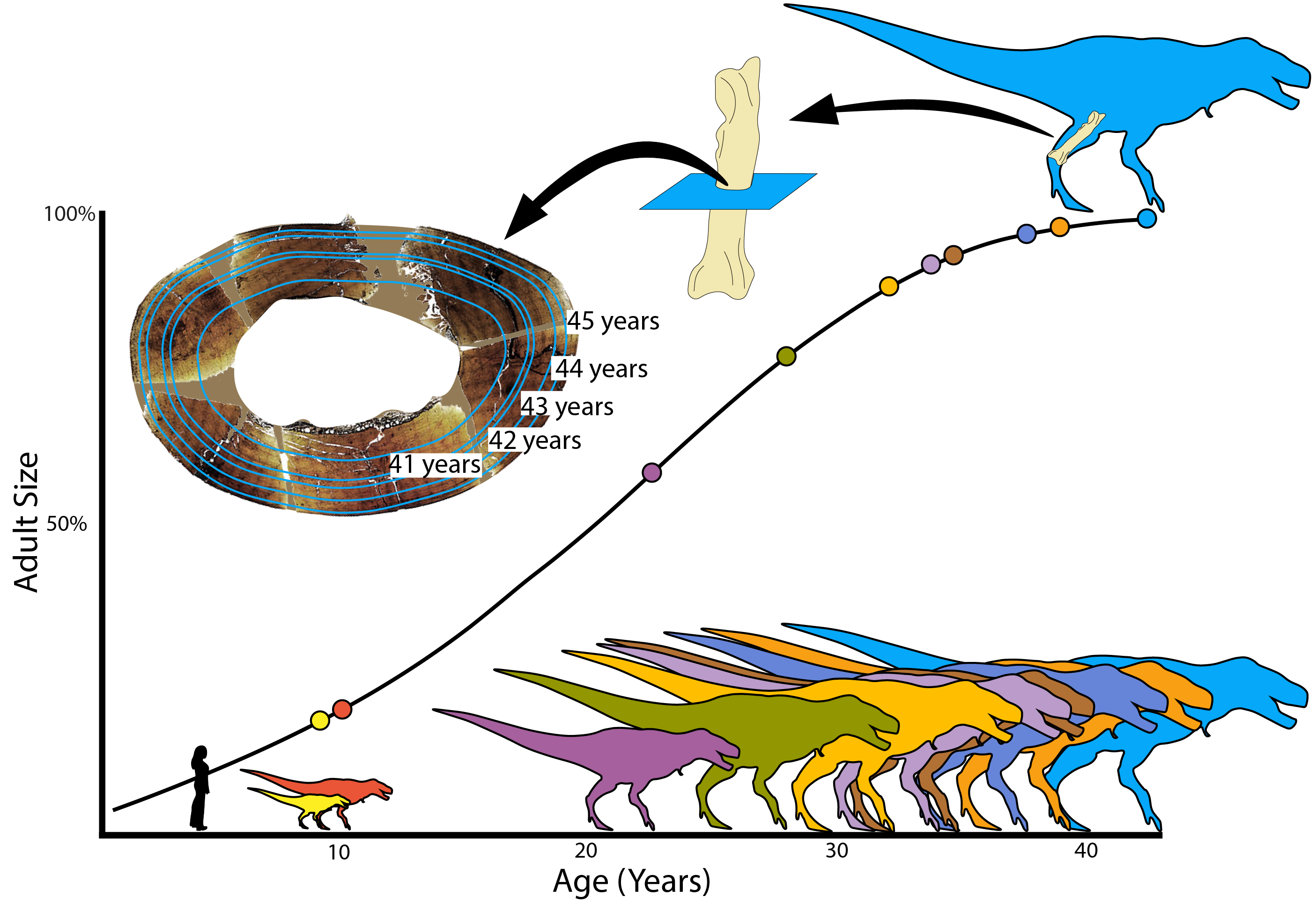 Graph of T rex size with age, with individual specimens used in the study marked on the line and their relative sizes shown Graph of T rex size with age, with individual specimens used in the study marked on the line and their relative sizes shown